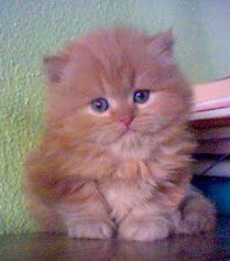 5 healthy baby persian kittens for sale