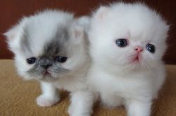 Great Persian Kittens that are friendly with kids
