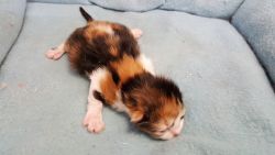 persian kittens for sale current on vaccinations vet checked