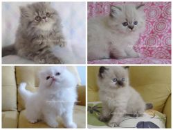 Persian and Himalayan Kittens Available!