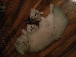 Pure white persian kittens