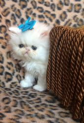 Persian kitten available