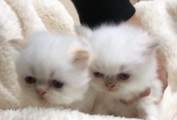 Persian/Himalayan Kittens