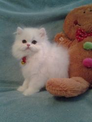Adorable Persian Kittens for re homing (xxx)xxx-xxxx