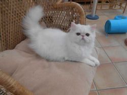Cutiest persian Kittens for good homes