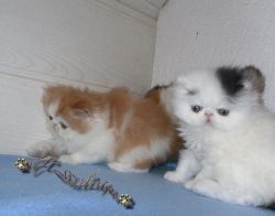 Persian Kittens for sale now.