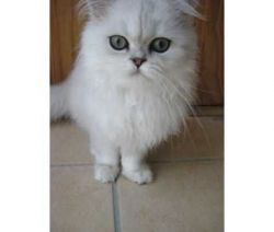 Cute Persian Kittens ready for good homes (xxx)xxx-xxxx
