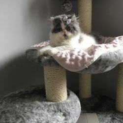 Beautiful Persian Kitten For Sale