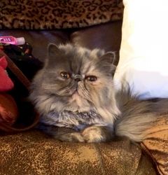 Retired show Persian looking for forever home