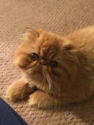 Show quality red Persian male 6 mo old