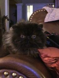 Show quality black male Persian 6 mo old