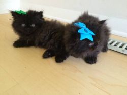 Adorable black persian kittens