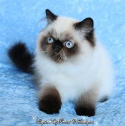 Gorgeous Grand Champion-Sired Persian & Himalayan Kittens!