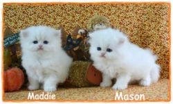 Stunning Persian Kittens