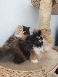 Beautiful Pure Persian Kittens