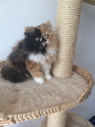 Pure Persian Kittens for saole