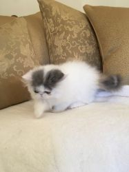 Beautiful Persian Kitten For Sale