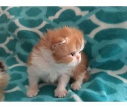 Male/Female Persian Kitten