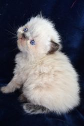 Persian/Himalayan kittens CFA for sale