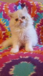 Persian Female Kitten 10 wks