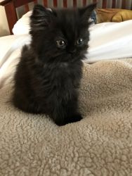 10 Week old Persian Kitten