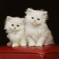 White male and Female Persian kittens
