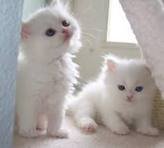 Stunning persian Kittens