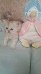 Beautiful Persian Kittens For Sale