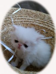 Beautiful Persian Kittens for Sale!!