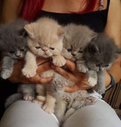 Persian Ultra Face Kittens