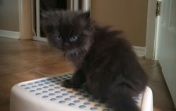 Black and silver Persian Kitten