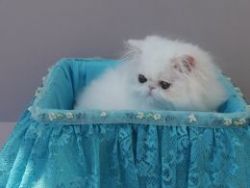 Stunning Full Pedigree Persian Kittens For Sale