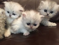 Cute adorable Persian kittens availale