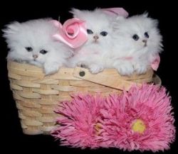 Beautiful Teacup Persian kittens For Adoption text xxx xxx xxx0