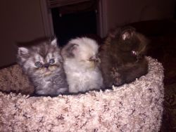 cams beautiful toy persian kittens
