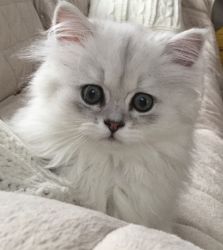 Kitten Persian Chinchilla Silver Boy with certified pedigree BEAUTIFUL