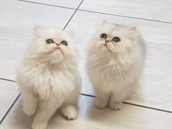 Healthy Persian Kitten