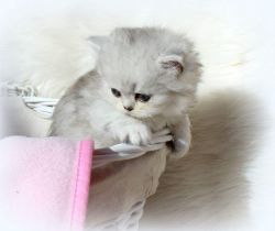 Fantastic Purebred Persian Kittens