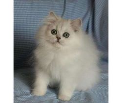 Beautiful male and female Persians Avail