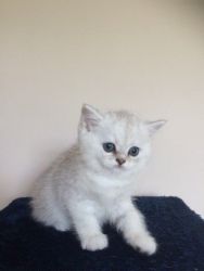 100% pure, Teacup Friendly Persian Kittens For a new home