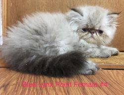 CFA Persian and Himalayan Kittens