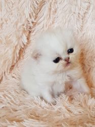 Stunning Persian Kitten