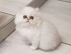Pedigree Persian Kitten
