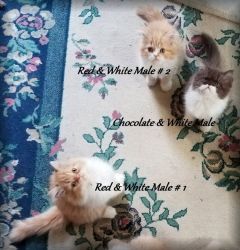Persian kittens (doll faces)