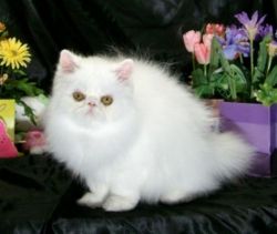 Show Quality White Persian Kittens from CFA Champion Parents