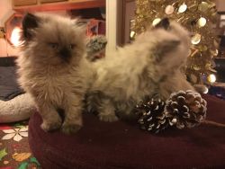 Handsome Lilac Colourpoint Male Persian Kitten
