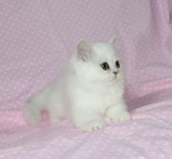 Adorable Chinchilla Persian Kitten