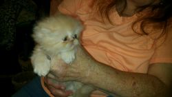 Persian Kittens CFA REGISTERED