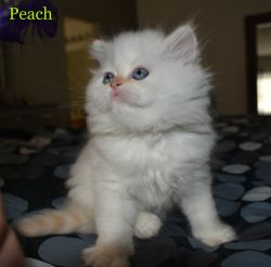 Persian Sweet Kittens