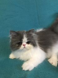 Registered Persian Kitten For Sale
